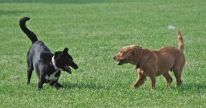 dogs1