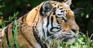 tiger